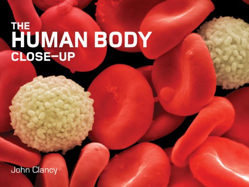 The human body close-up